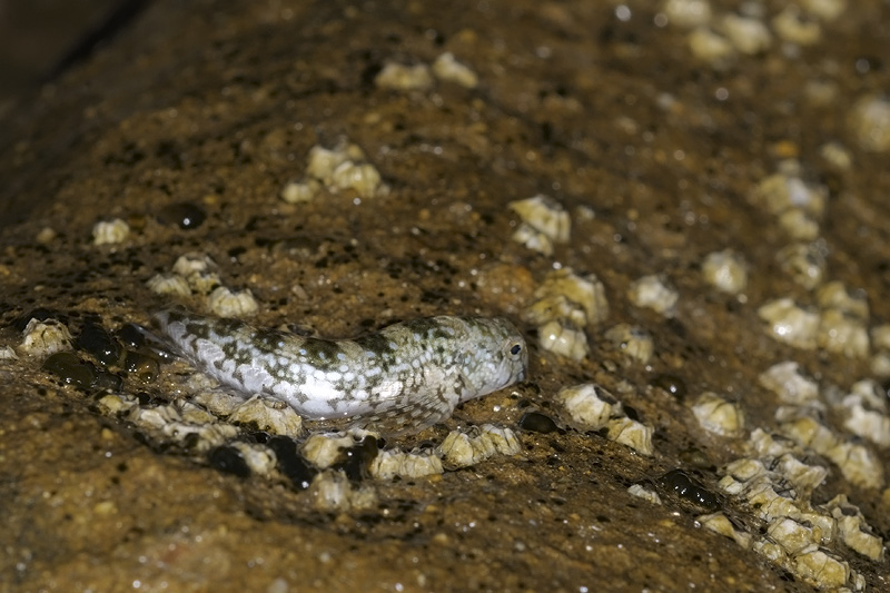 Coryphoblennius galerita